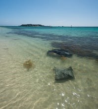 Swim with Stingrays at Hamelin Bay