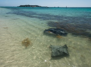 Swim with Stingrays at Hamelin Bay