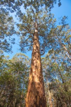 Climb Pemberton's Climbing Trees