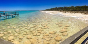 Explore Lake Clifton and the Thrombolites