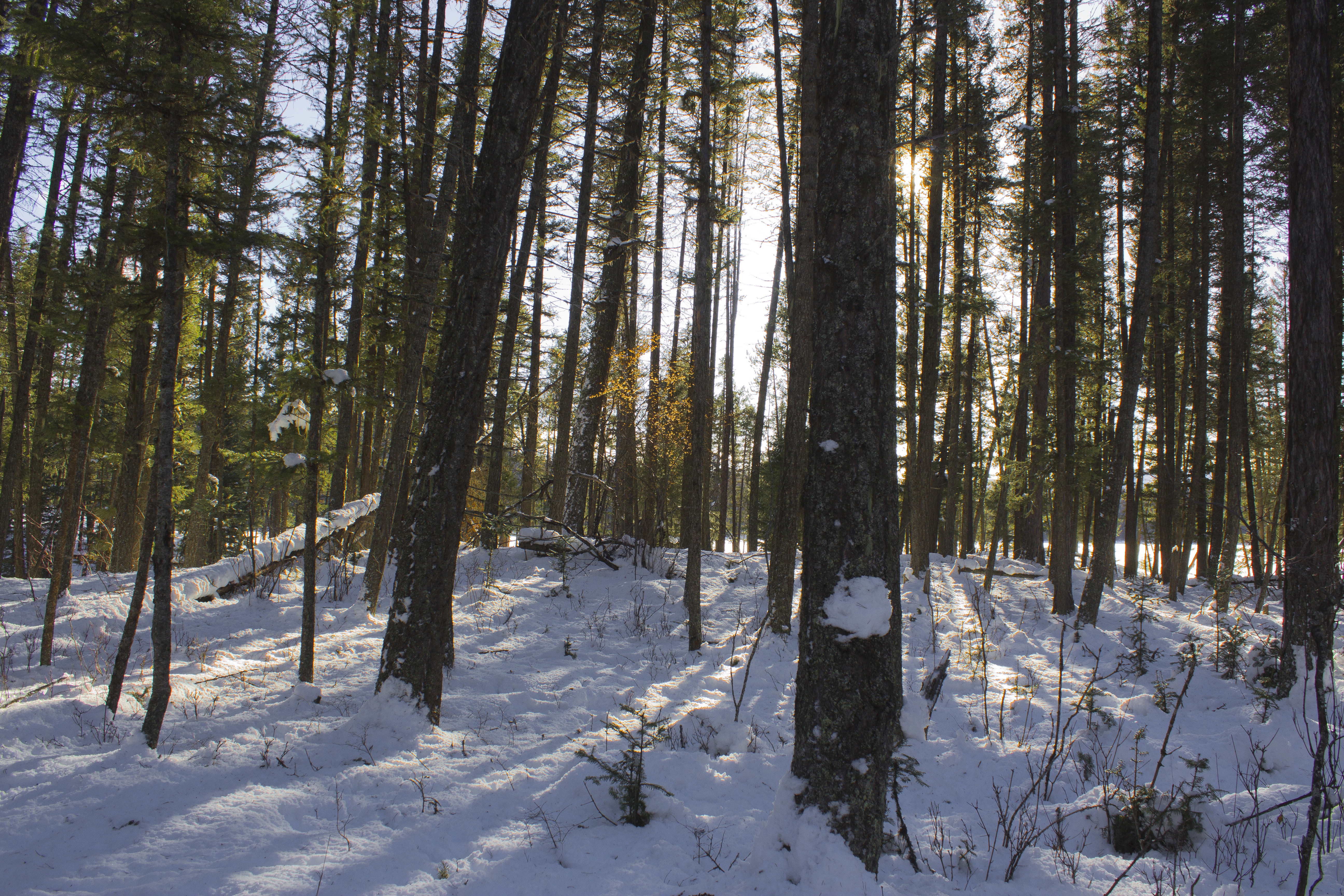 Snowshoe to Holland Falls