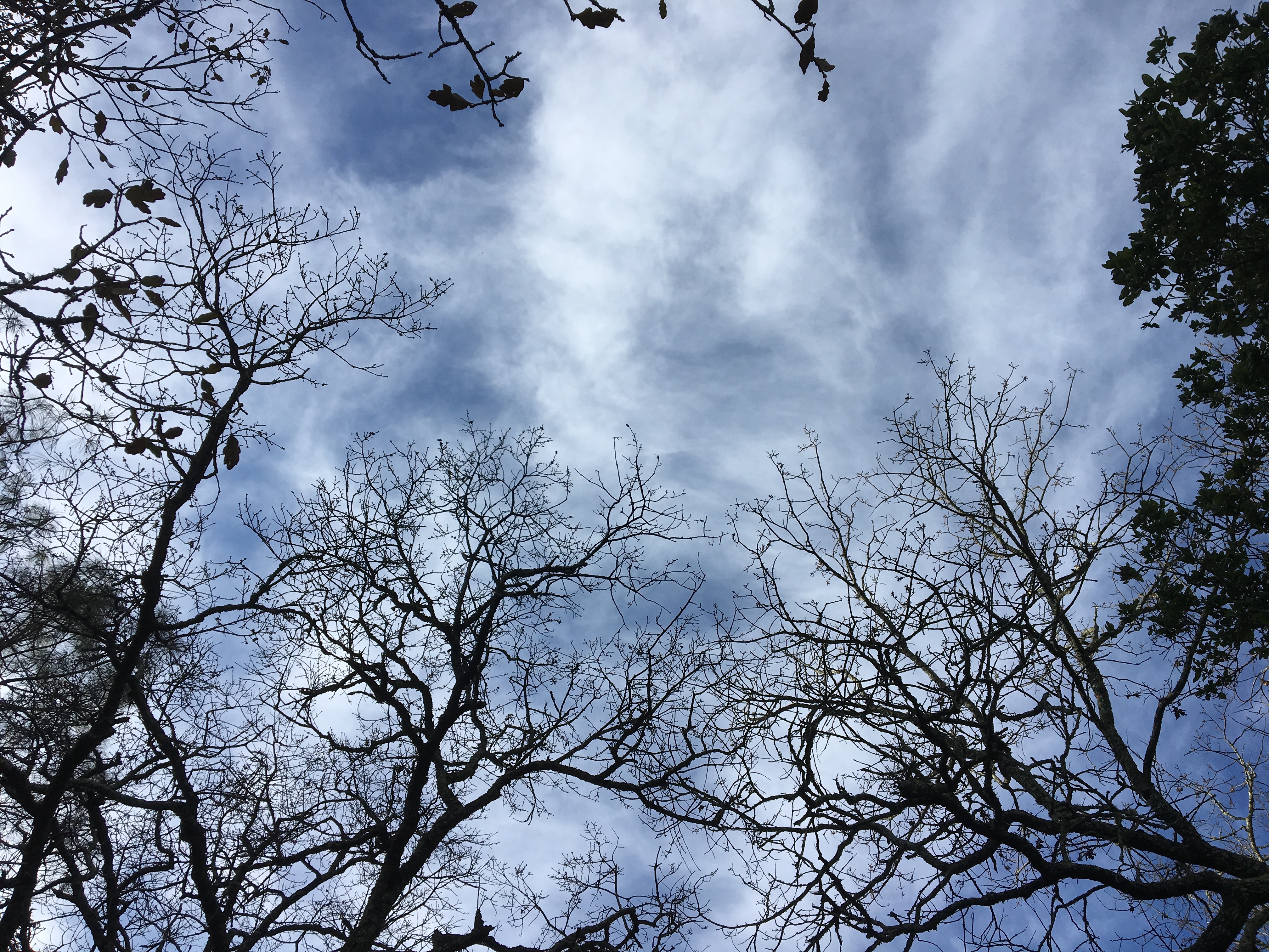 Hike in Mount Diablo's Madrone Canyon