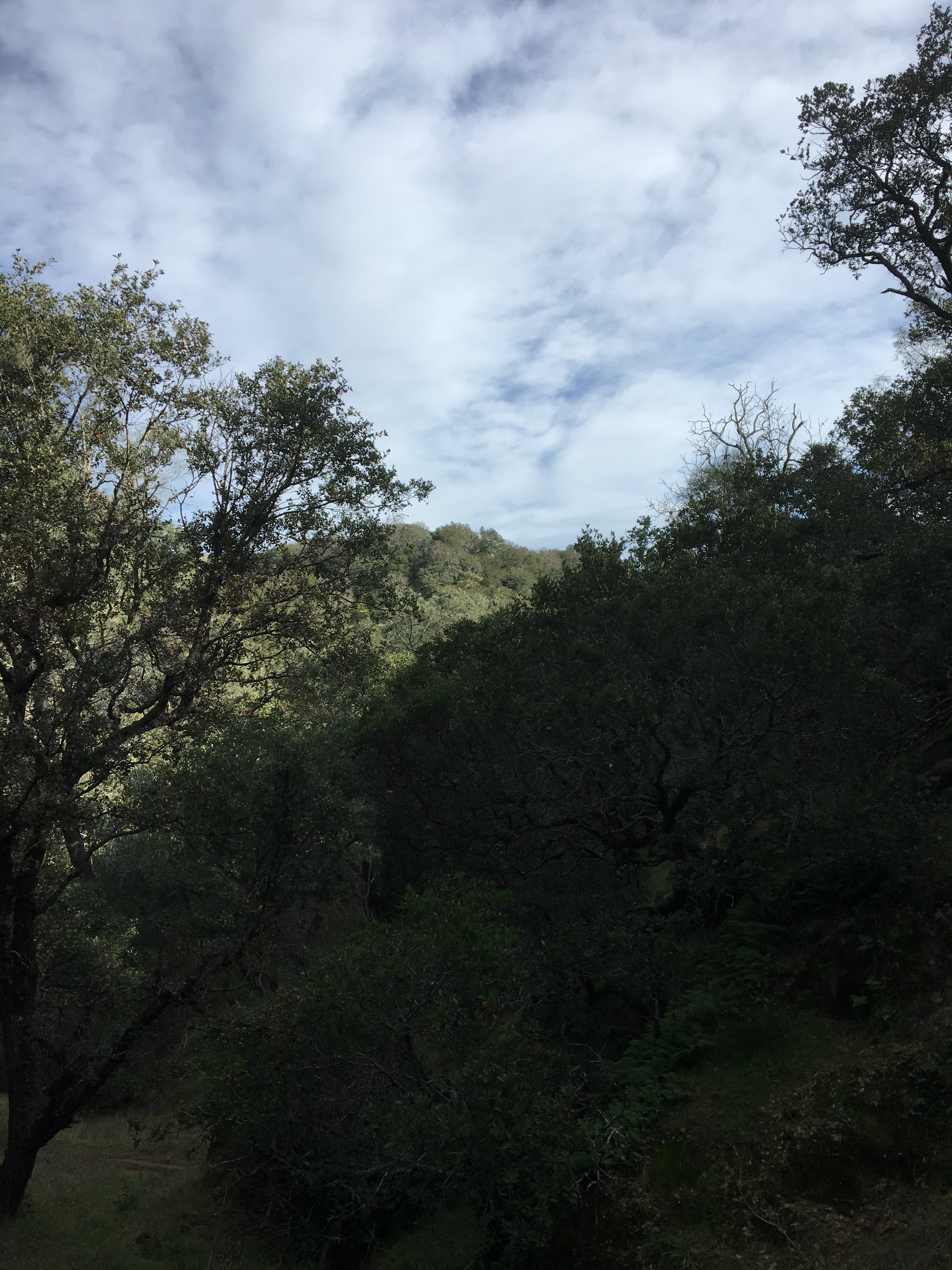 Hike in Mount Diablo's Madrone Canyon