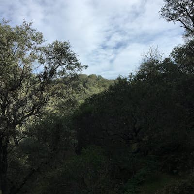 Hike in Mount Diablo's Madrone Canyon