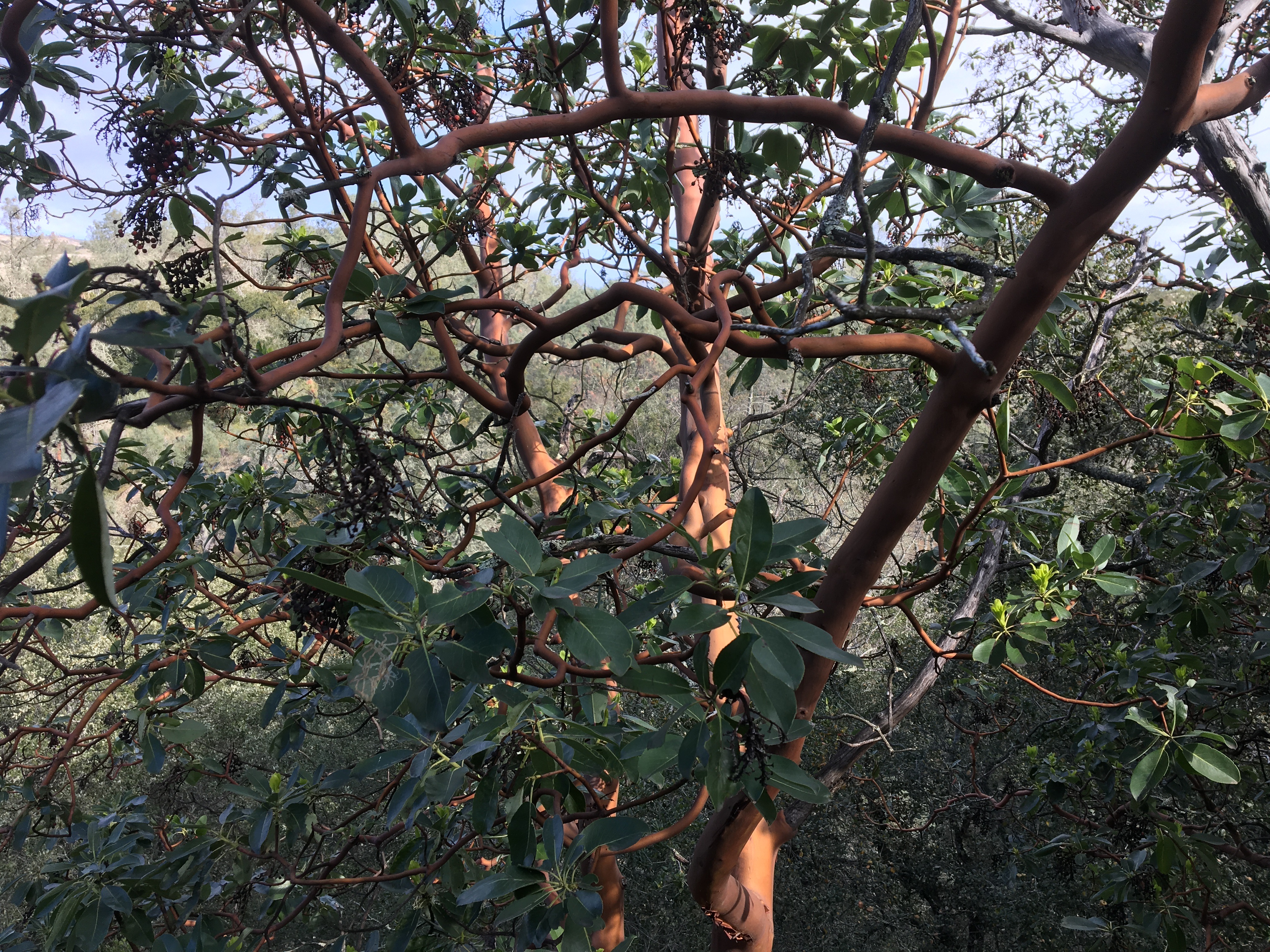 Hike in Mount Diablo's Madrone Canyon