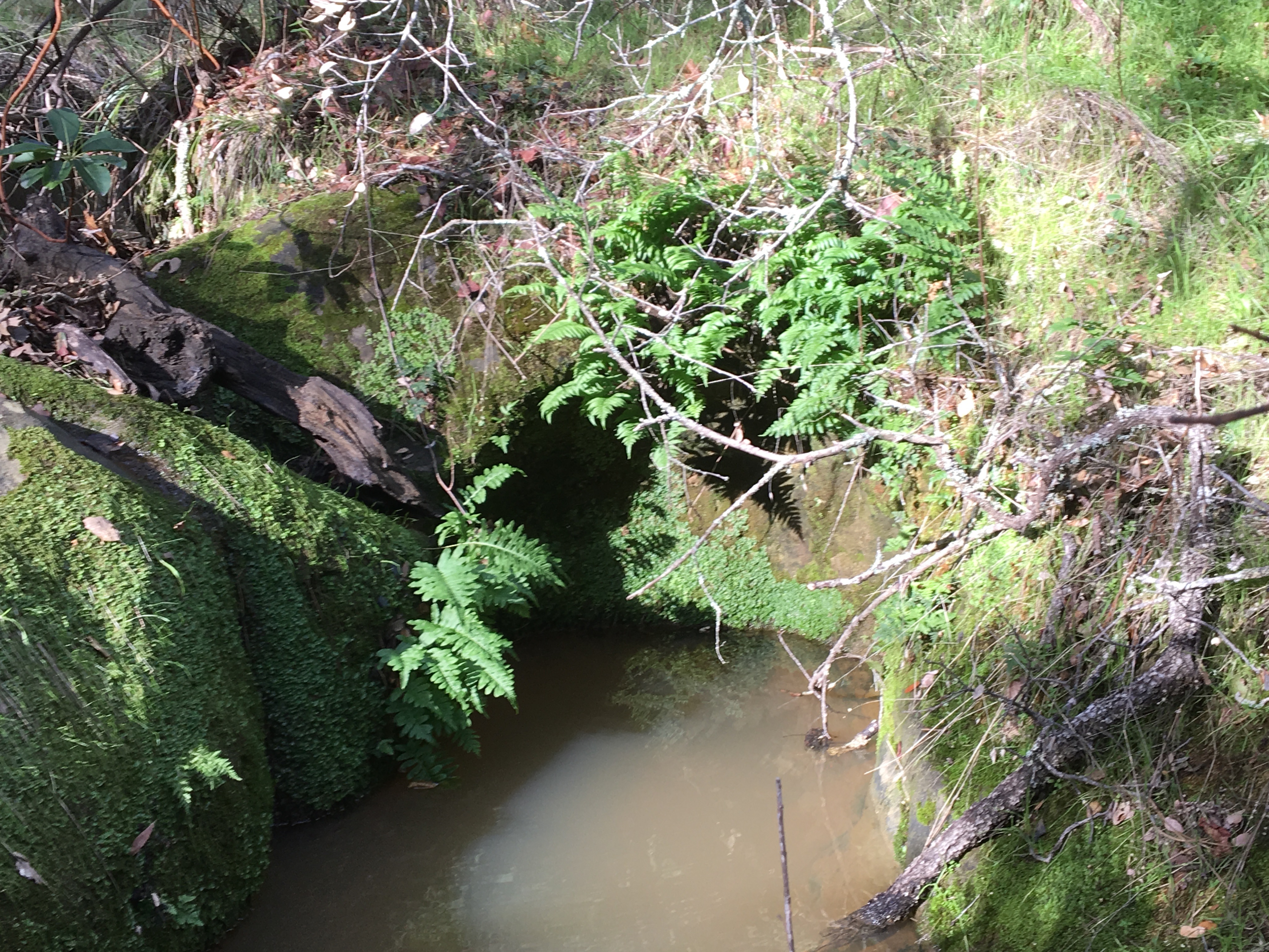 Hike in Mount Diablo's Madrone Canyon