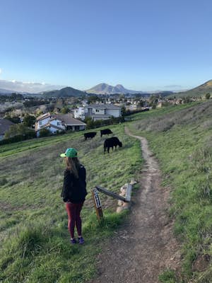 Hike to Islay Hill and Cow #87 in San Luis Obispo, CA 