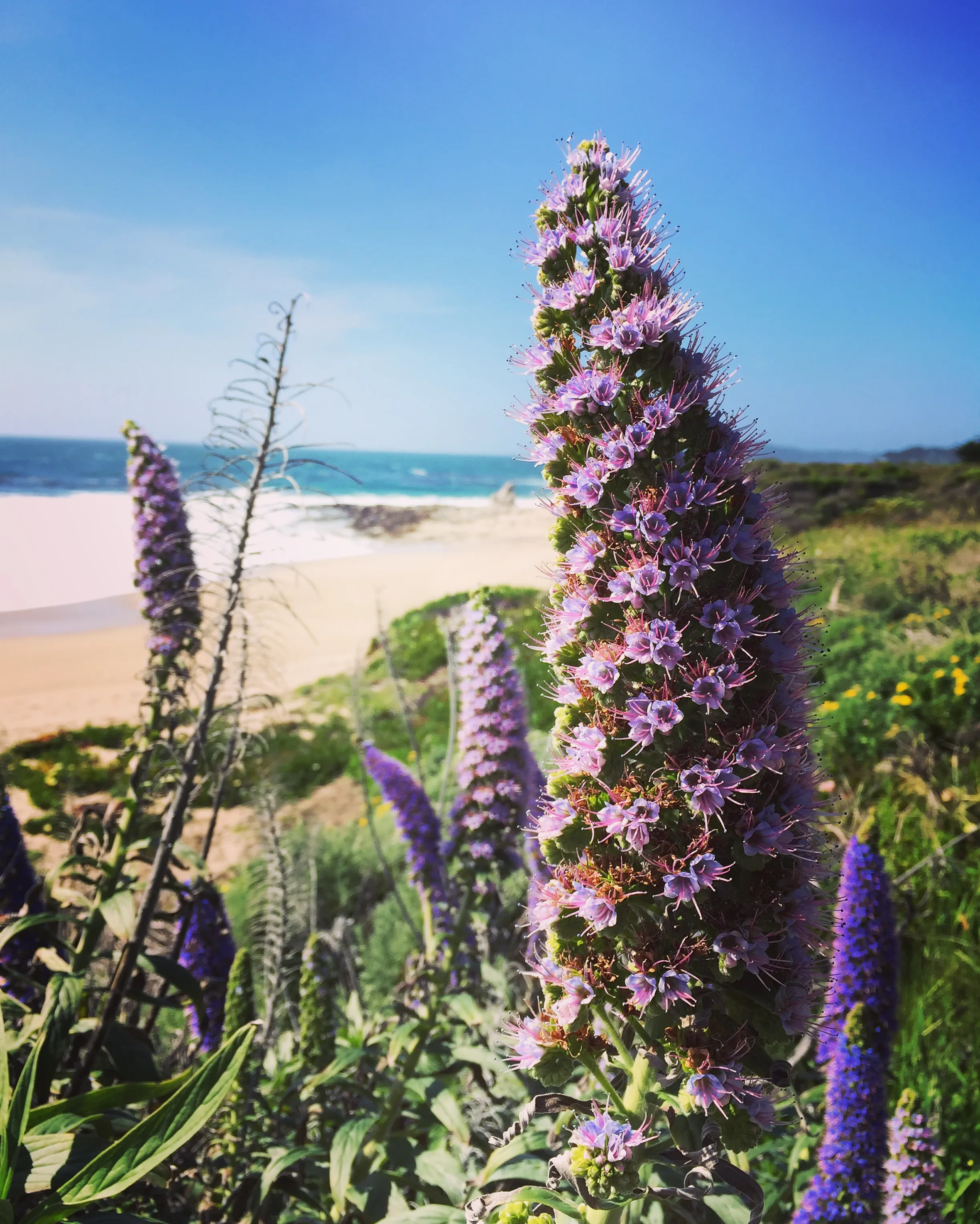 Hike along the Carmel River Beach Trail