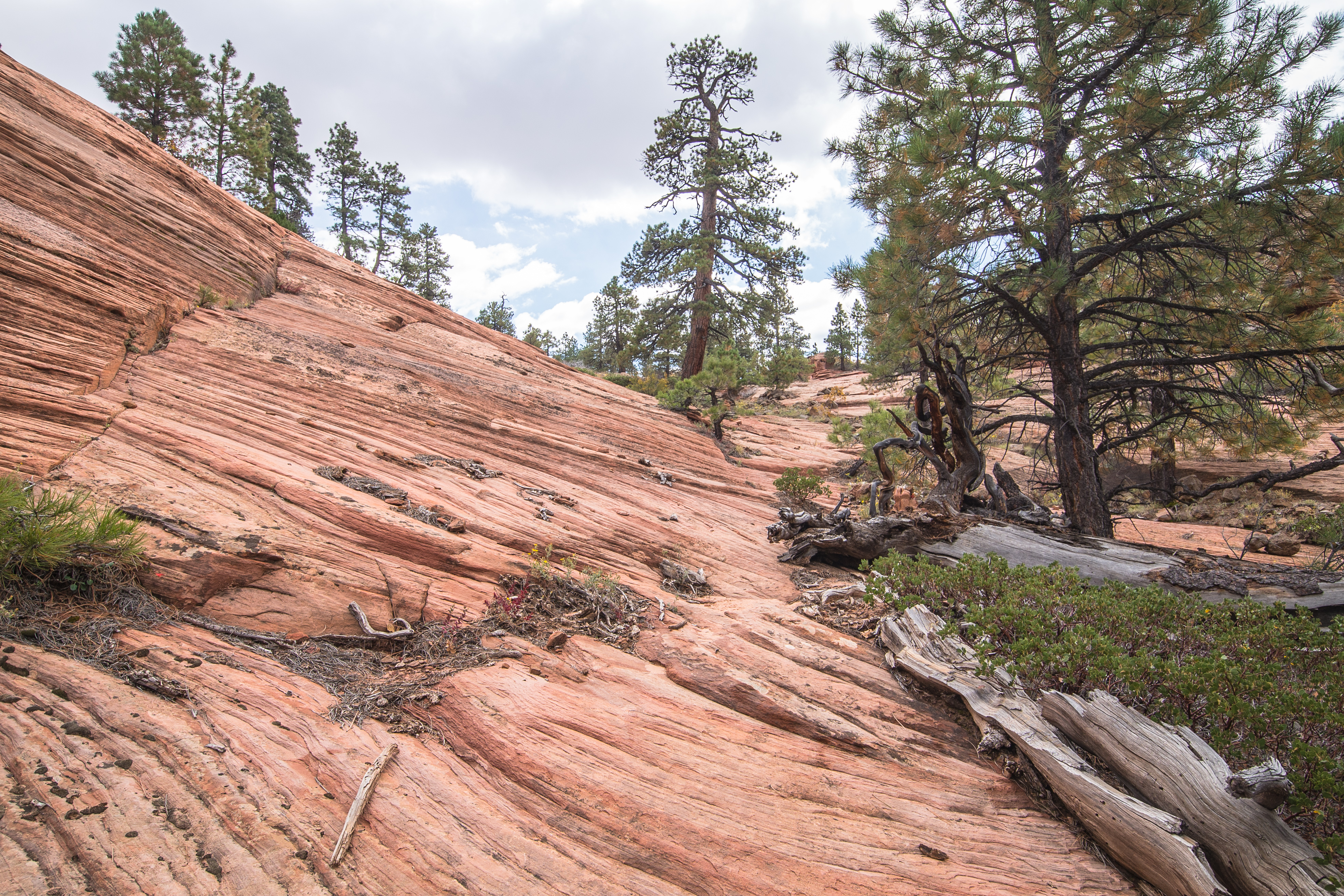 Connector Trail, Zion NP
