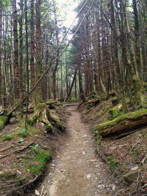Hike the Appalachian Trail to Charlies Bunion