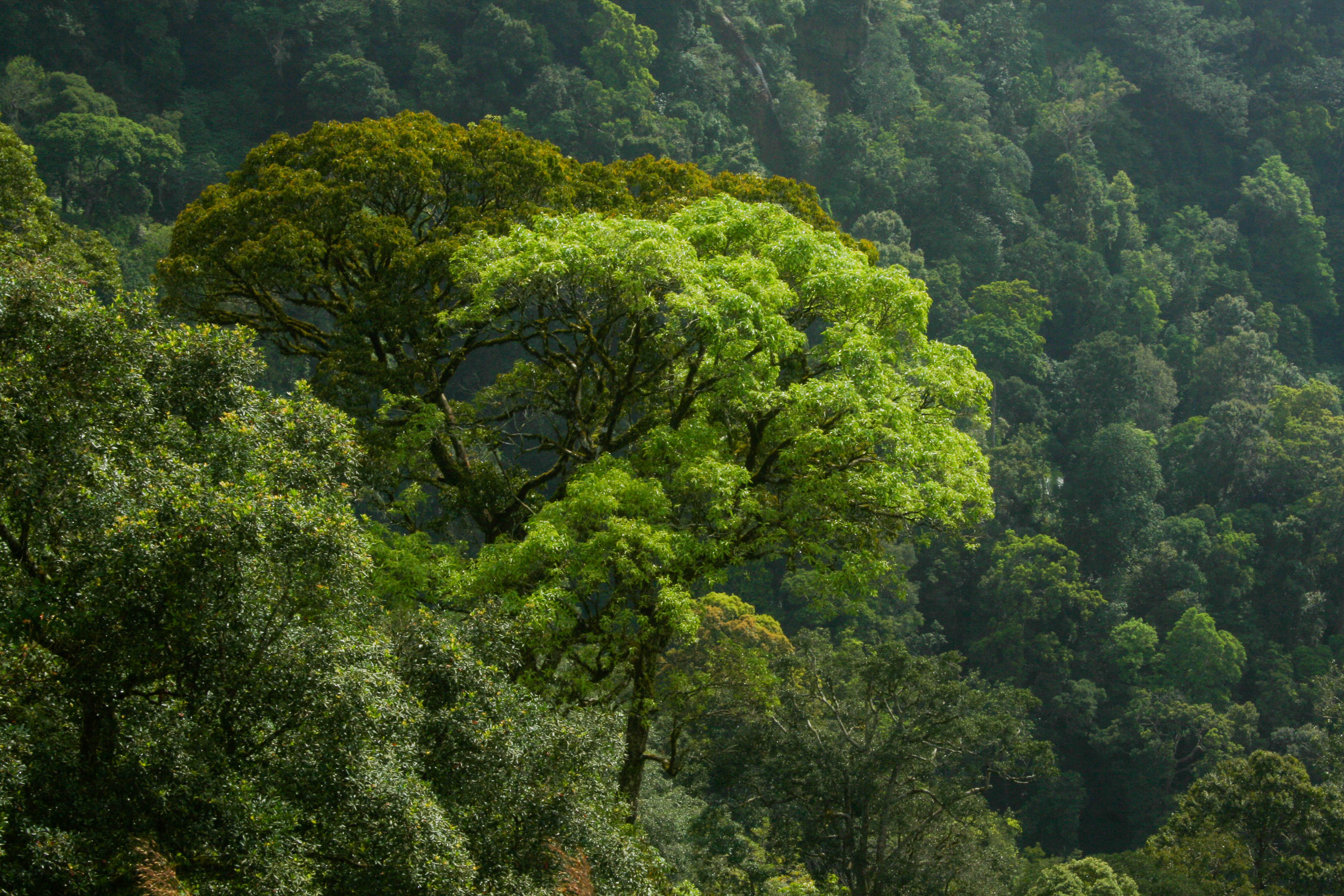 Tour the Periyar Tiger Reserve 