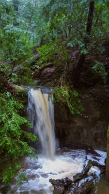Hike to Sempervirens Falls via the Sequoia Trail in Big Basin Redwood State Park
