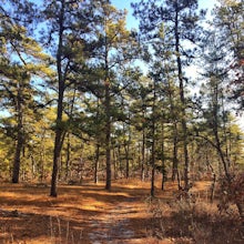 Hike to Quaker Bridge via Atsion