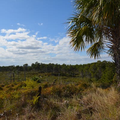 Hike the Green Loop Trail at Jonathan Dickinson State Park