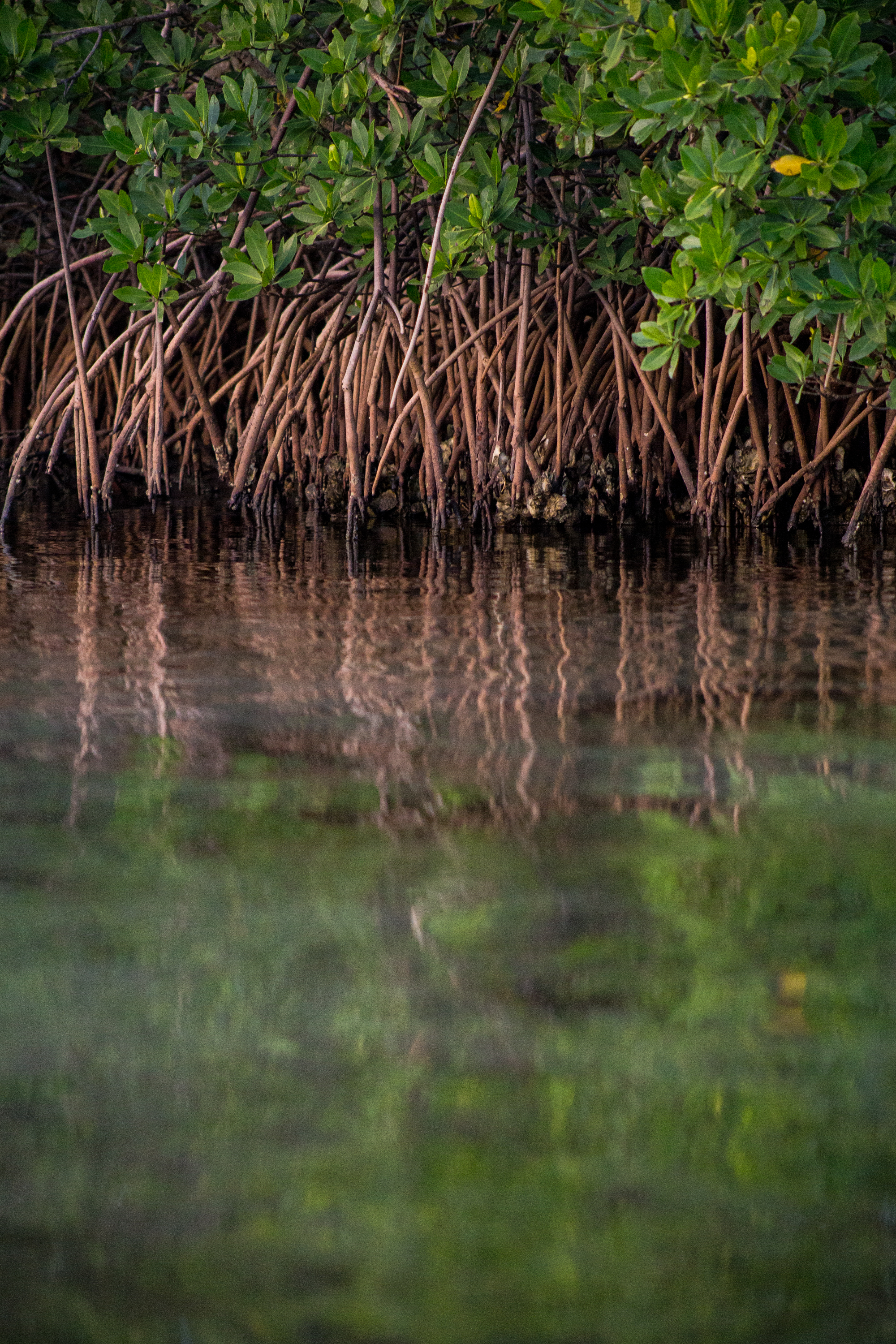 Kayak Round Island