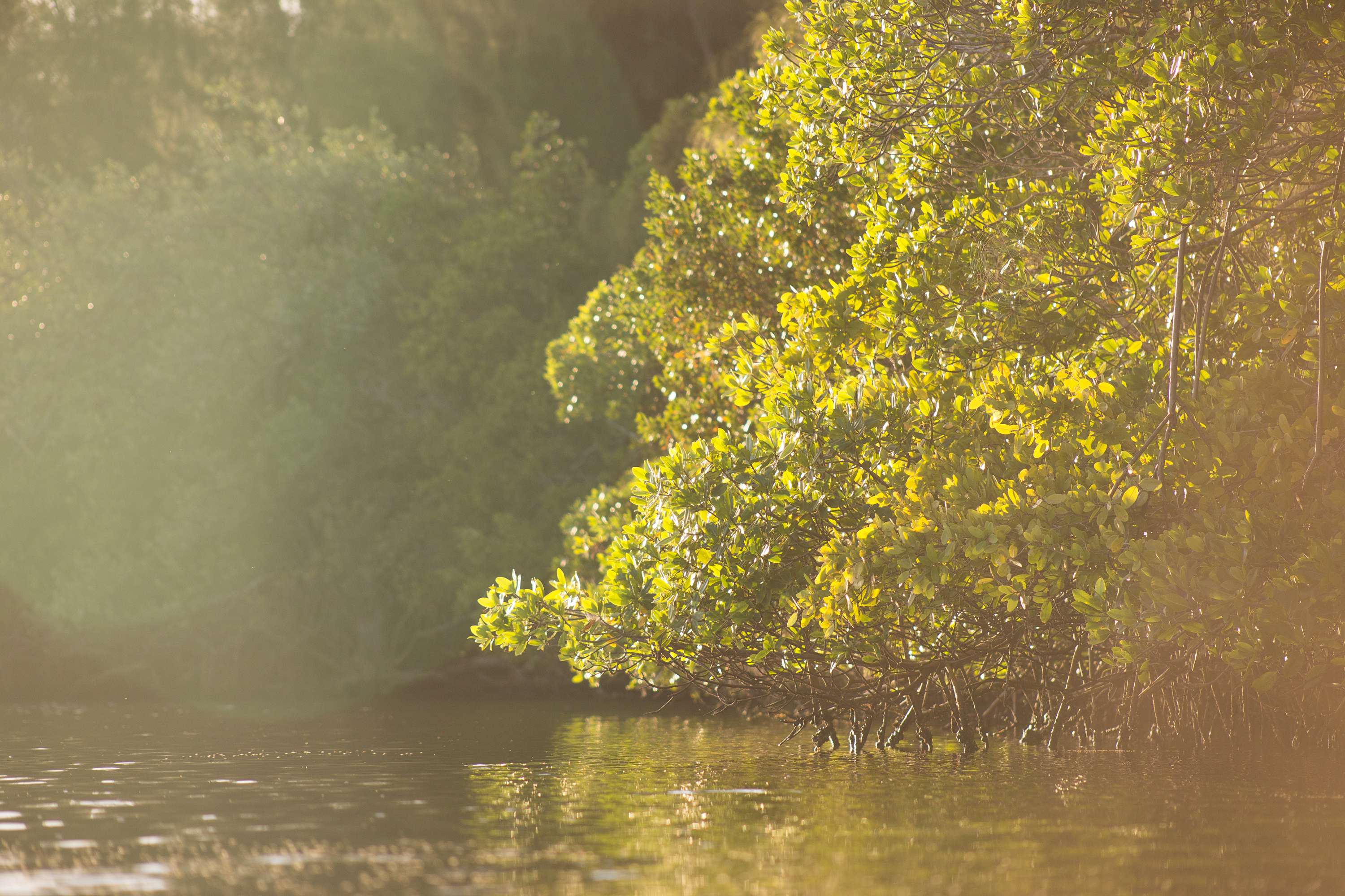 Kayak Round Island