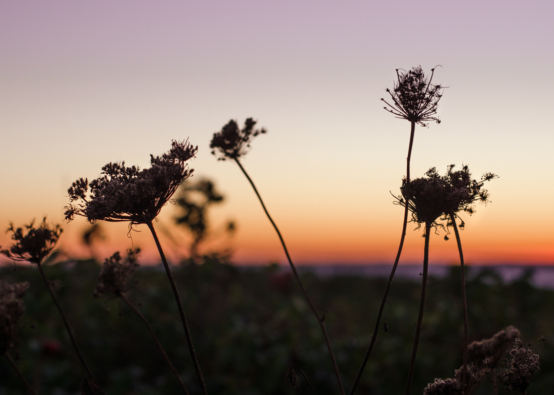 Hike Gooseberry Island