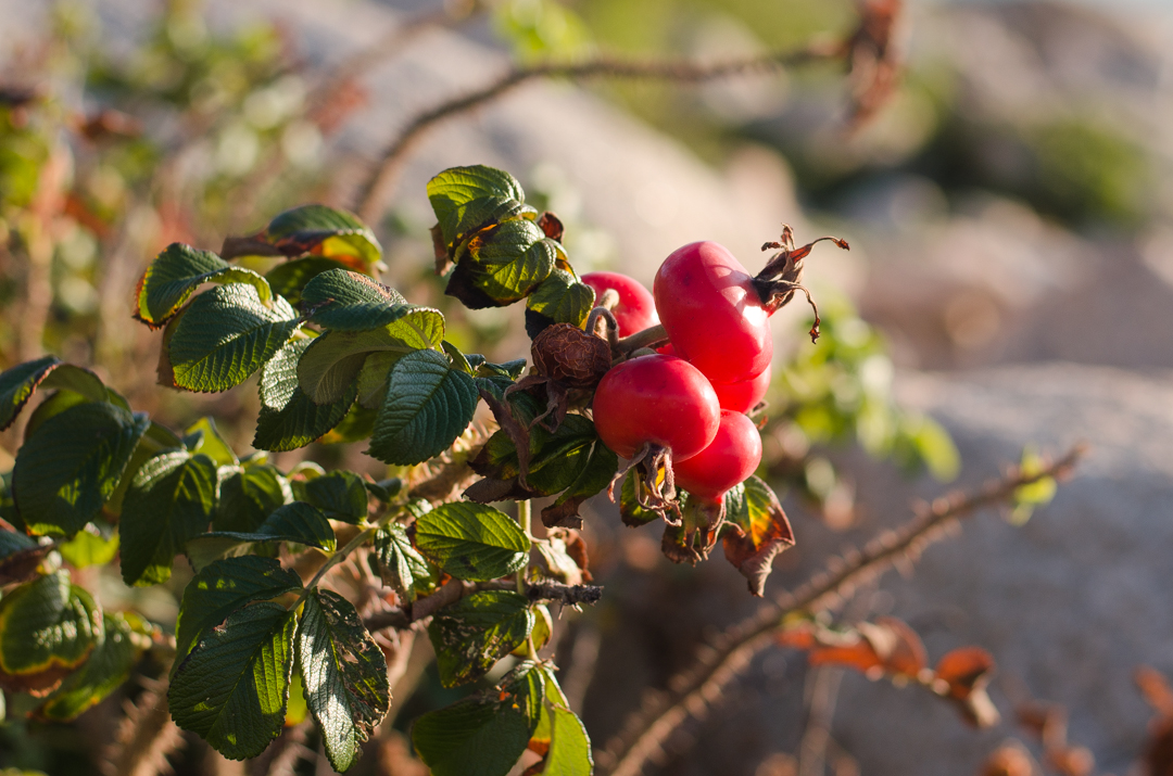 Hike Gooseberry Island