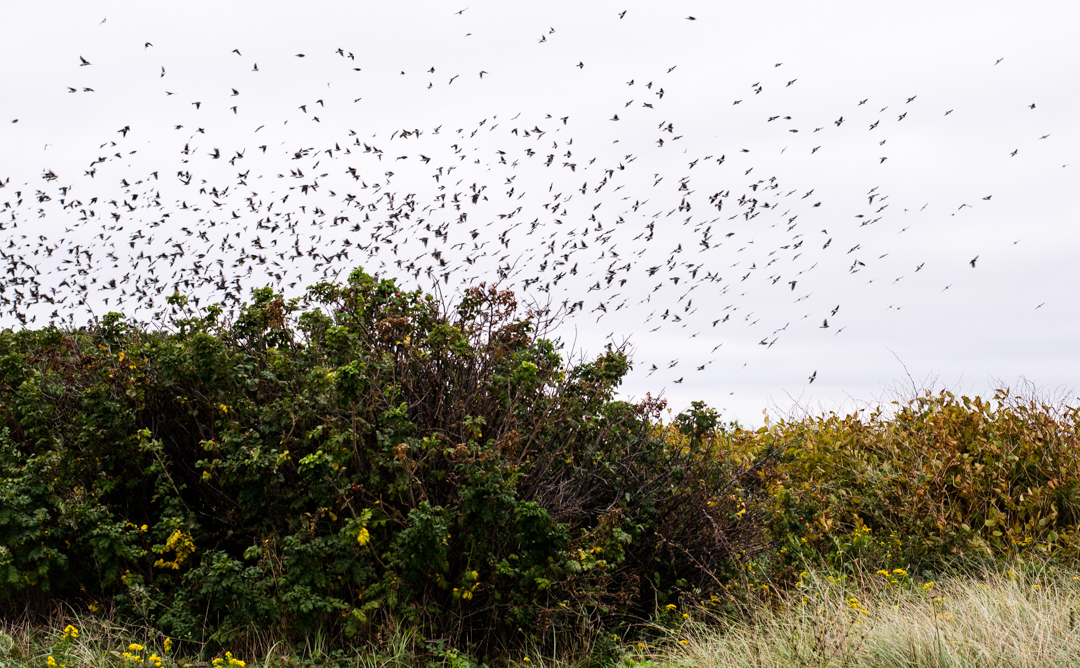 Hike Gooseberry Island