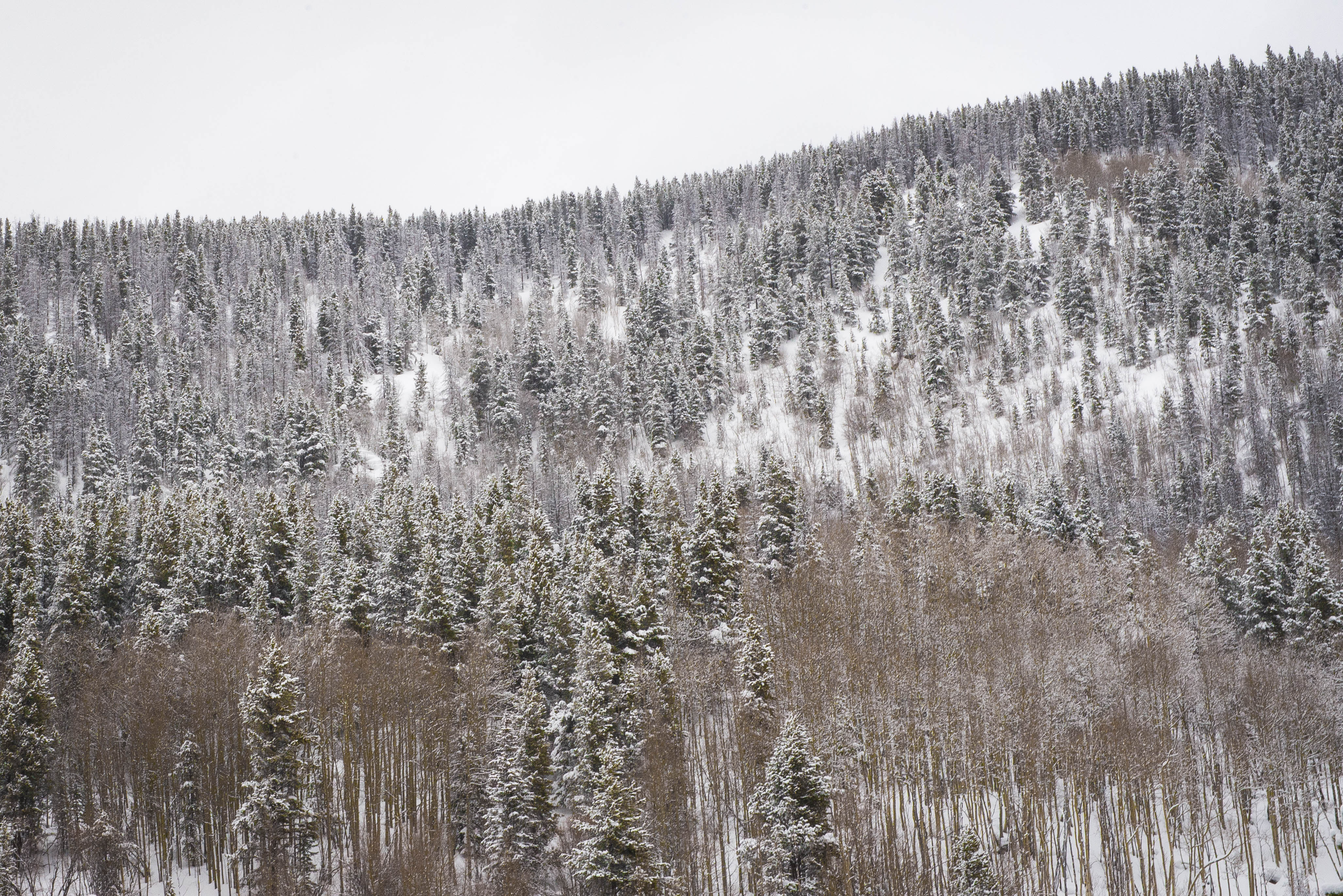 Snowshoe Jim Creek Trail, Idaho Springs, Colorado