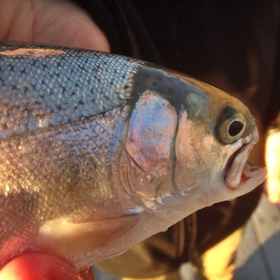 Fish at Quail Creek Resevoir