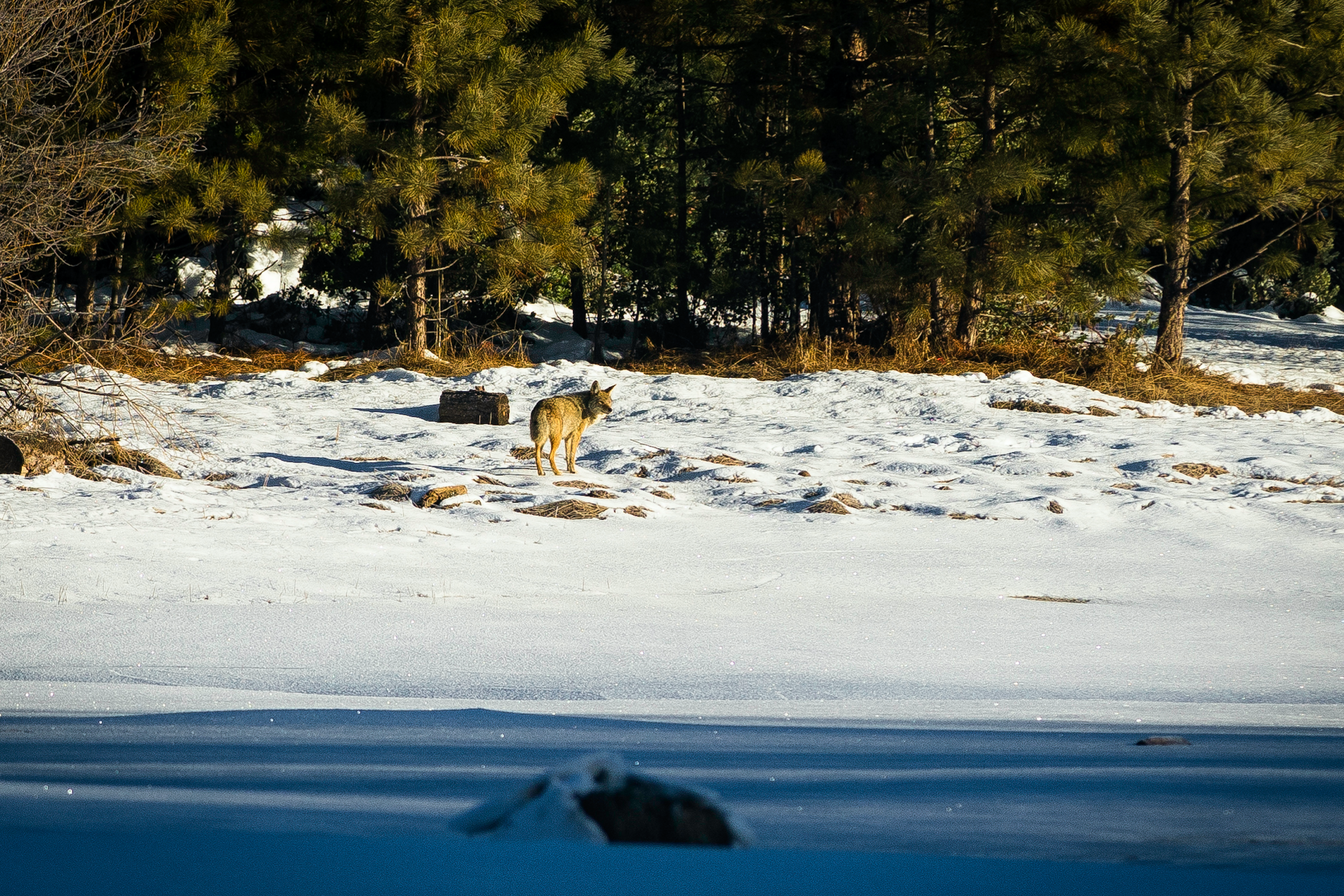Hume Lake Loop