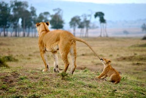 Photograph the Big 5 at the Maasai Mara Wildlife Reserve 