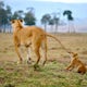 Photograph the Big 5 at the Maasai Mara Wildlife Reserve 