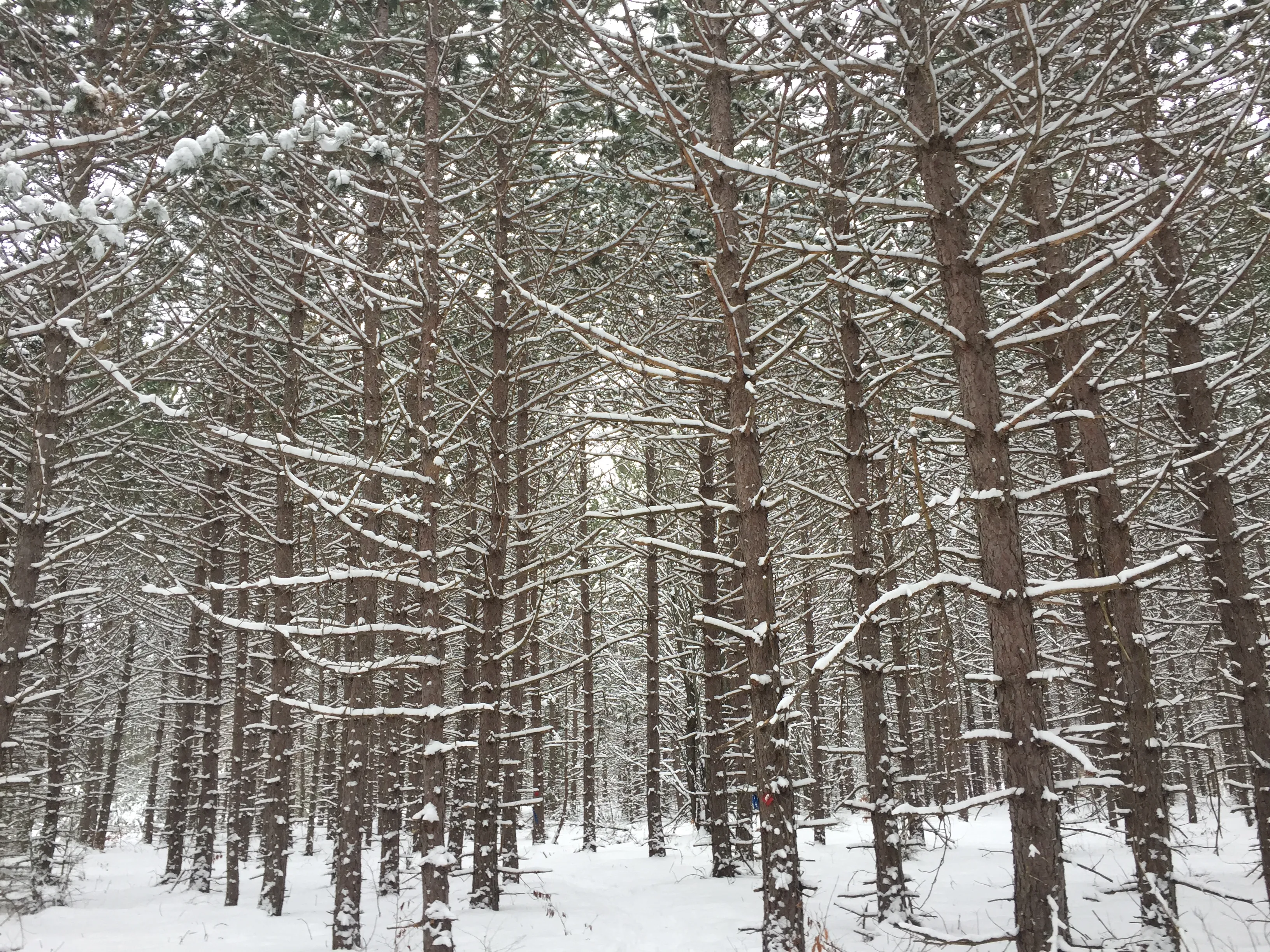 Snowshoe at Boyne Mountain 