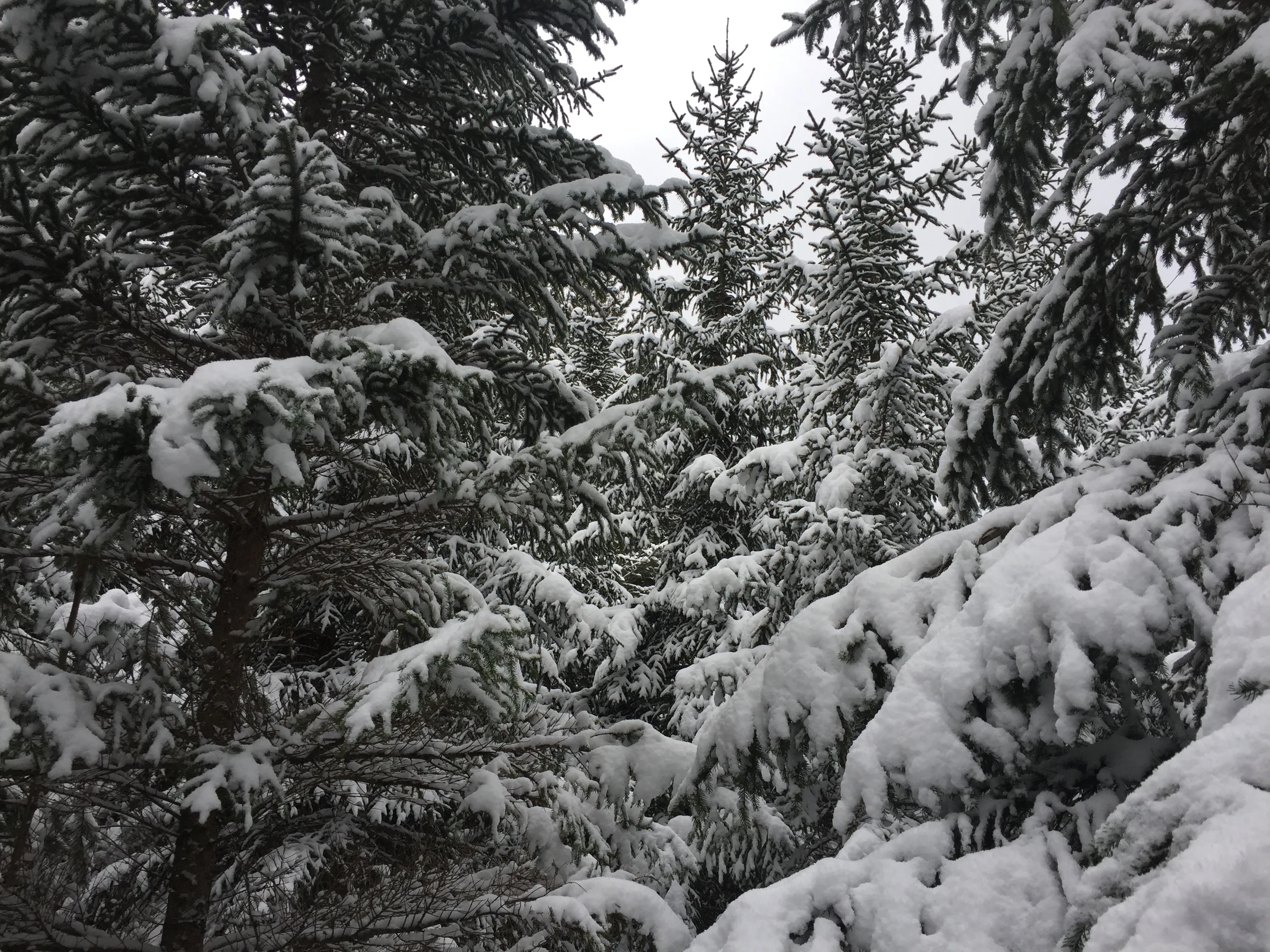 Snowshoe at Boyne Mountain 