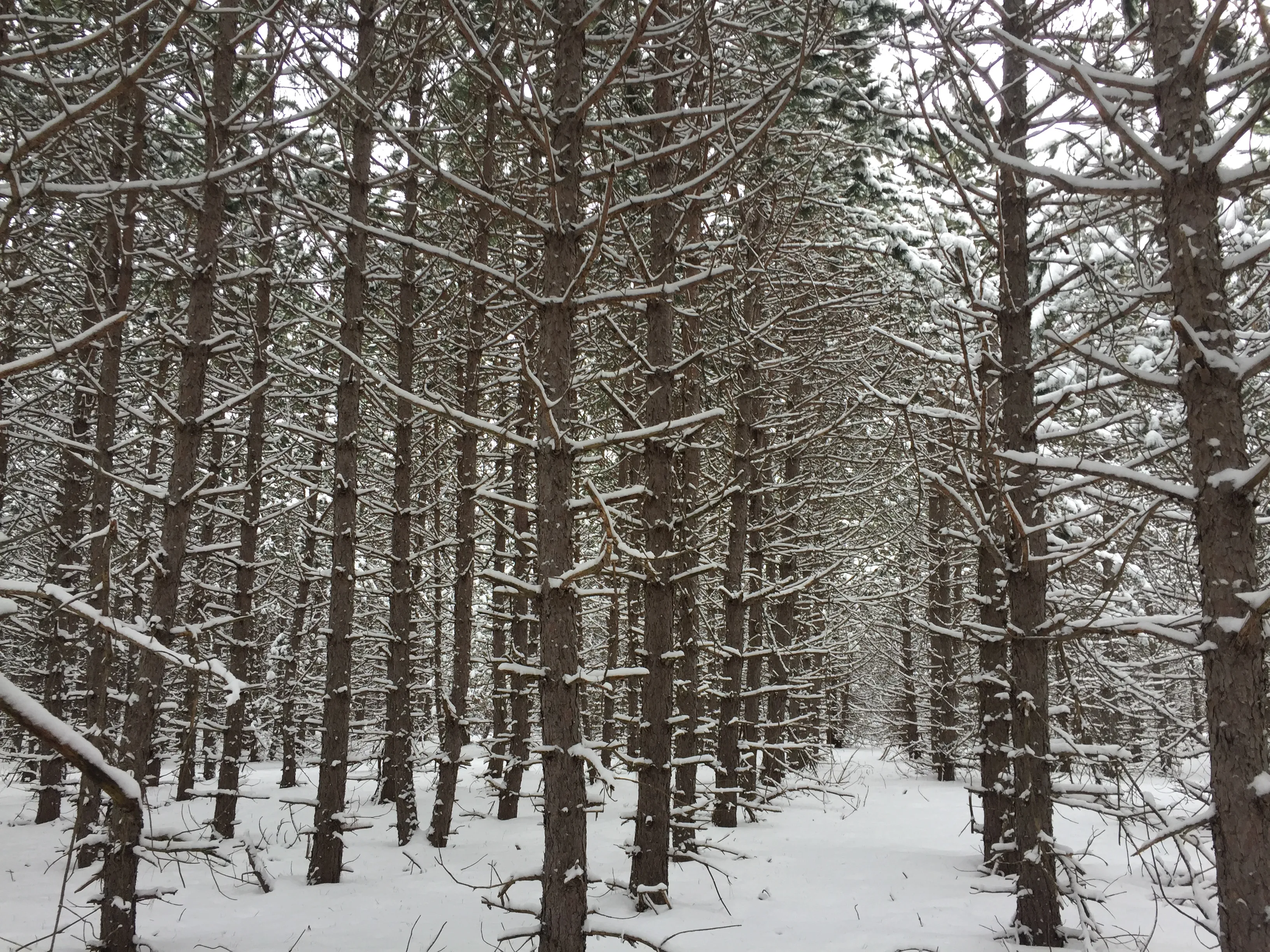Snowshoe at Boyne Mountain 
