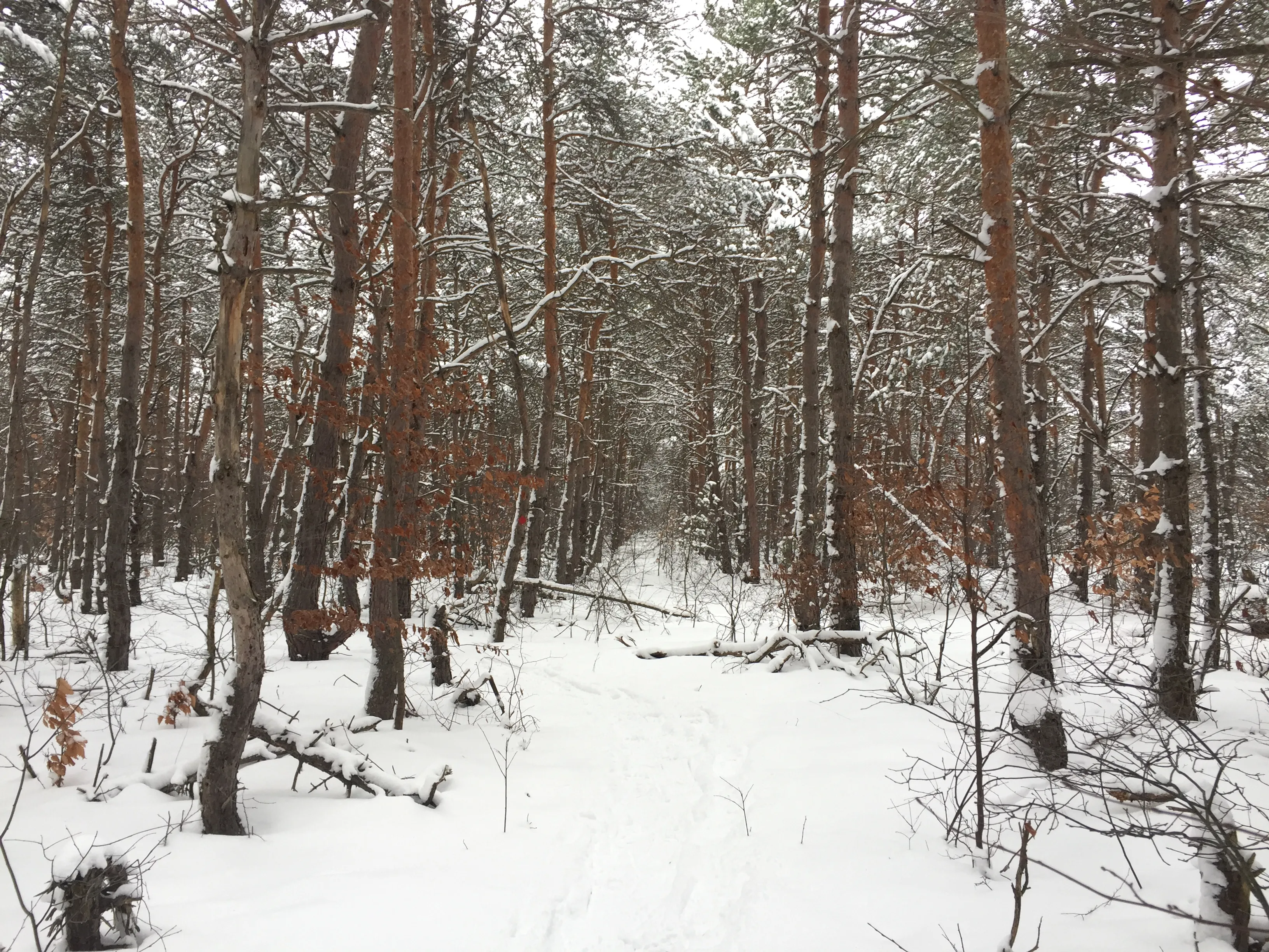 Snowshoe at Boyne Mountain 