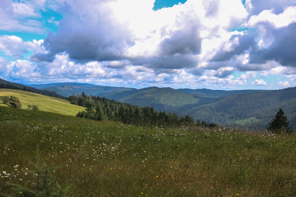 Drive Bald Hills Road in Redwood National and State Parks, Orick ...