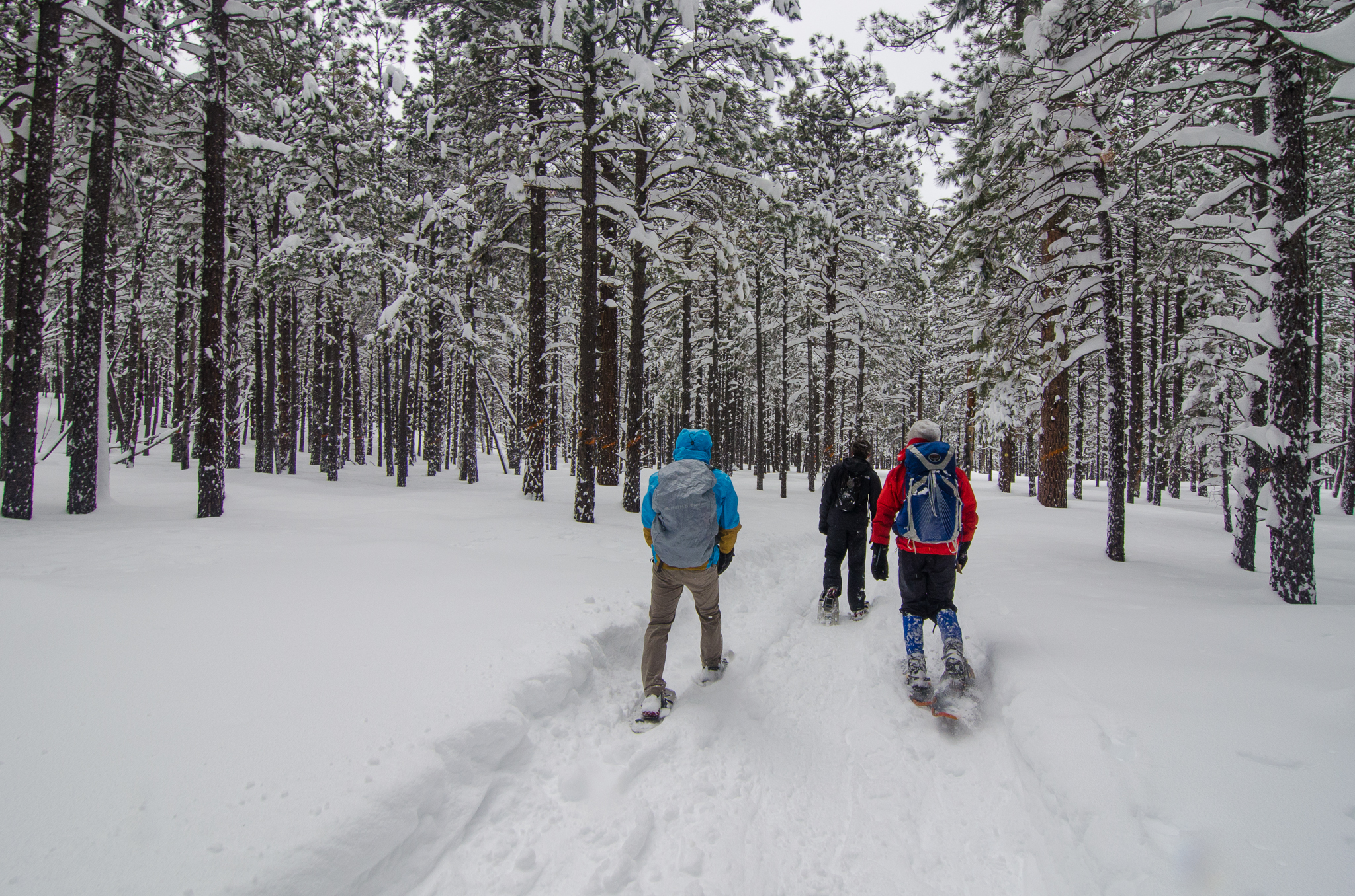 Snowshoe at the Arizona Nordic Village, Flagstaff, Arizona