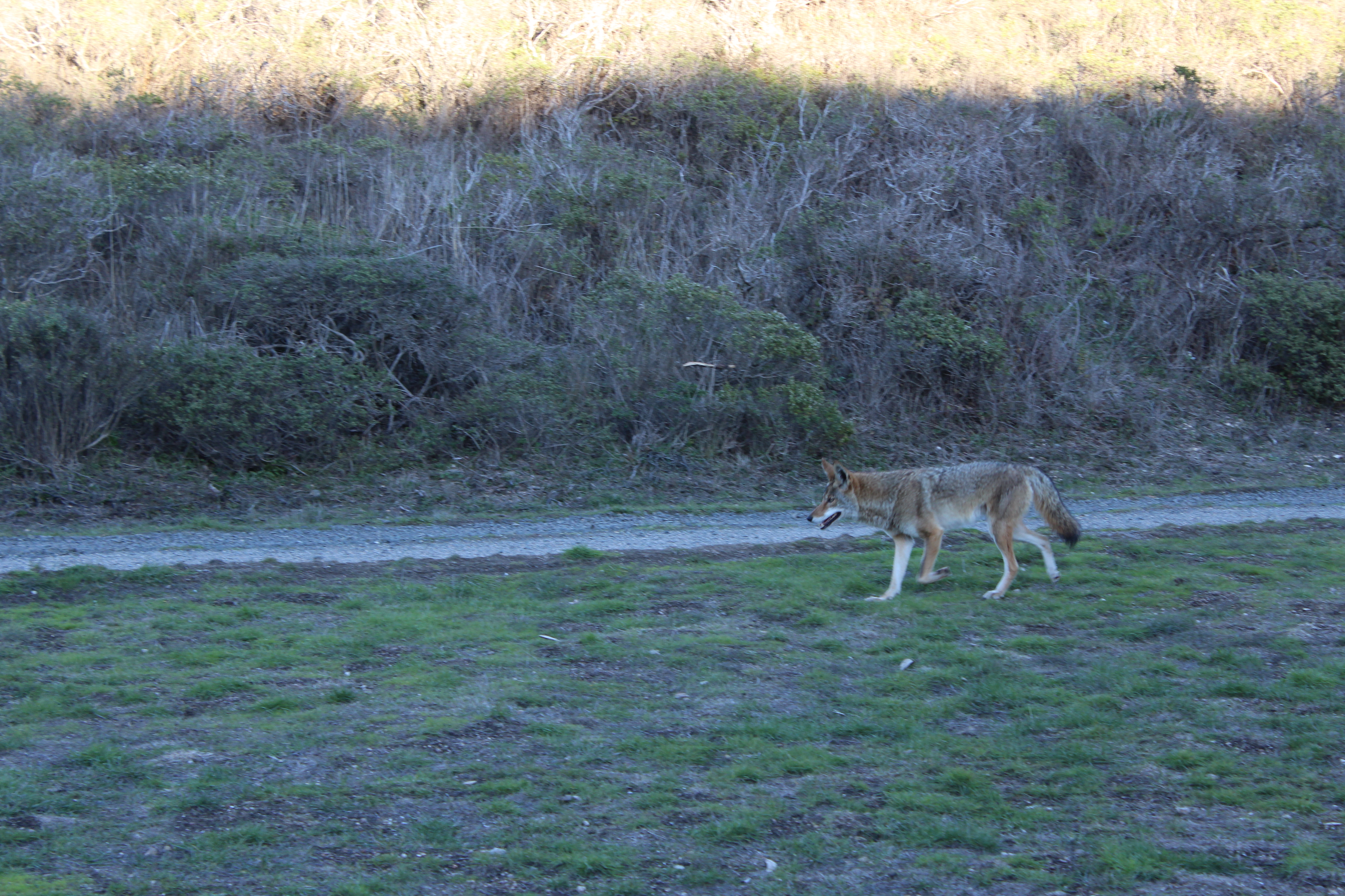 Backpack to Coast Camp in Point Reyes via Palomarin Trailhead