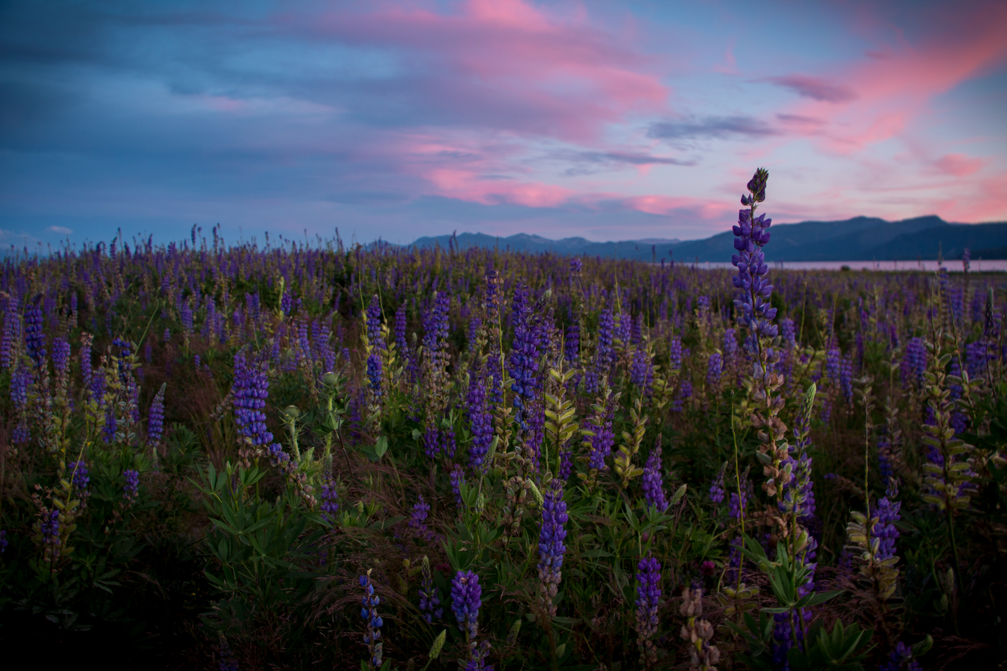 Photograph the Lupine at Lake Forest Beach