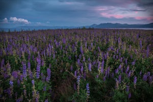 Photograph the Lupine at Lake Forest Beach