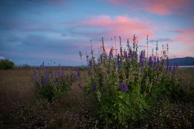 Photograph the Lupine at Lake Forest Beach