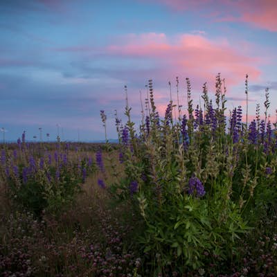 Photograph the Lupine at Lake Forest Beach