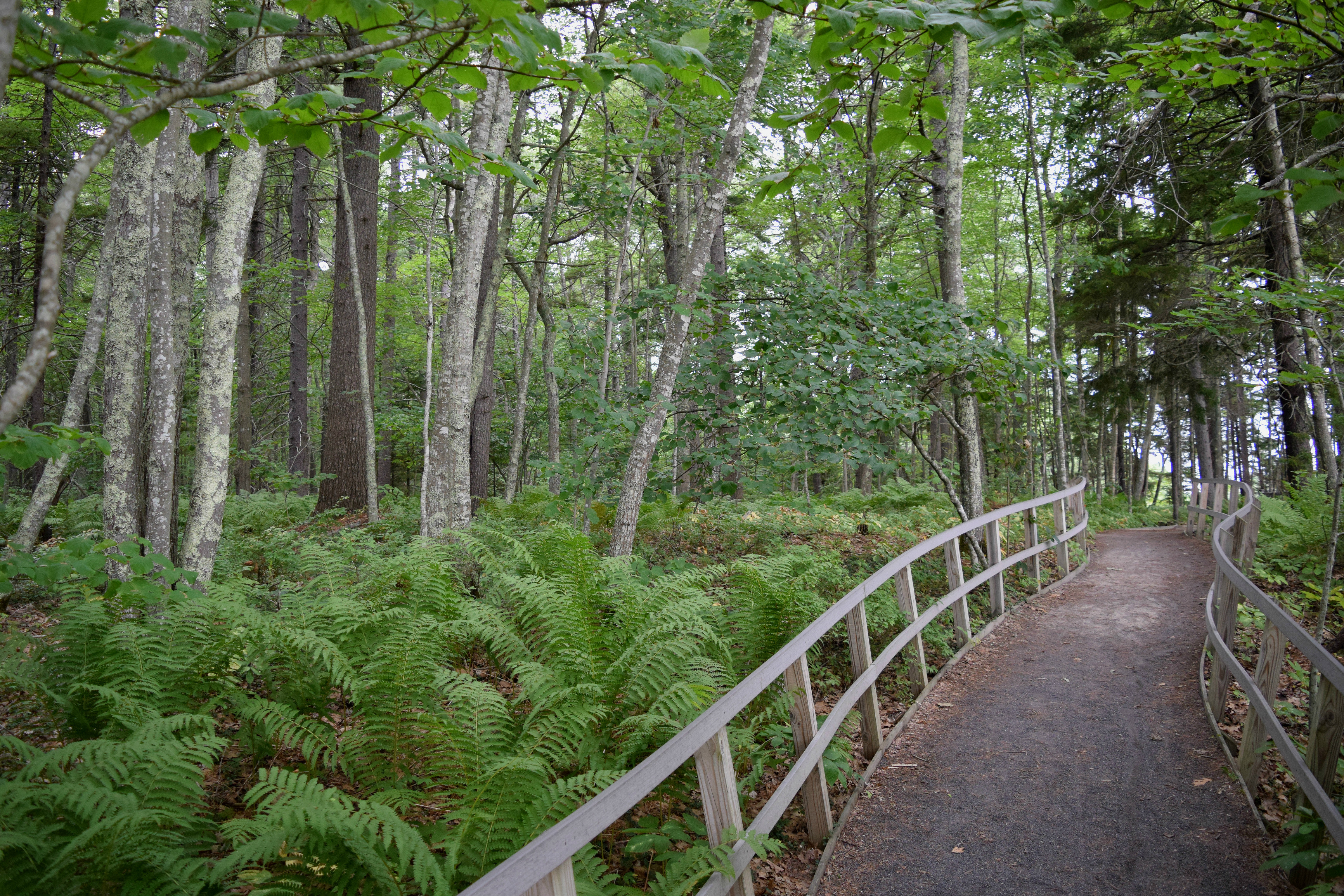 Hike the Carson Trail in Rachel Carson National Wildlife Refuge