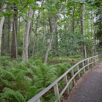 Hike the Carson Trail in Rachel Carson National Wildlife Refuge