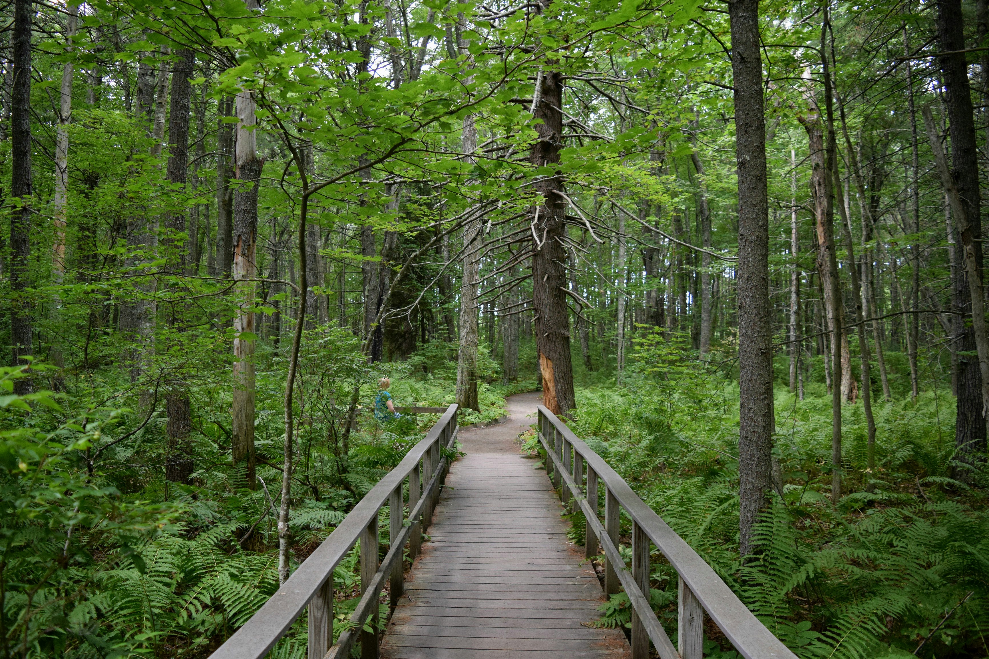 Hike the Carson Trail in Rachel Carson National Wildlife Refuge, Wells 