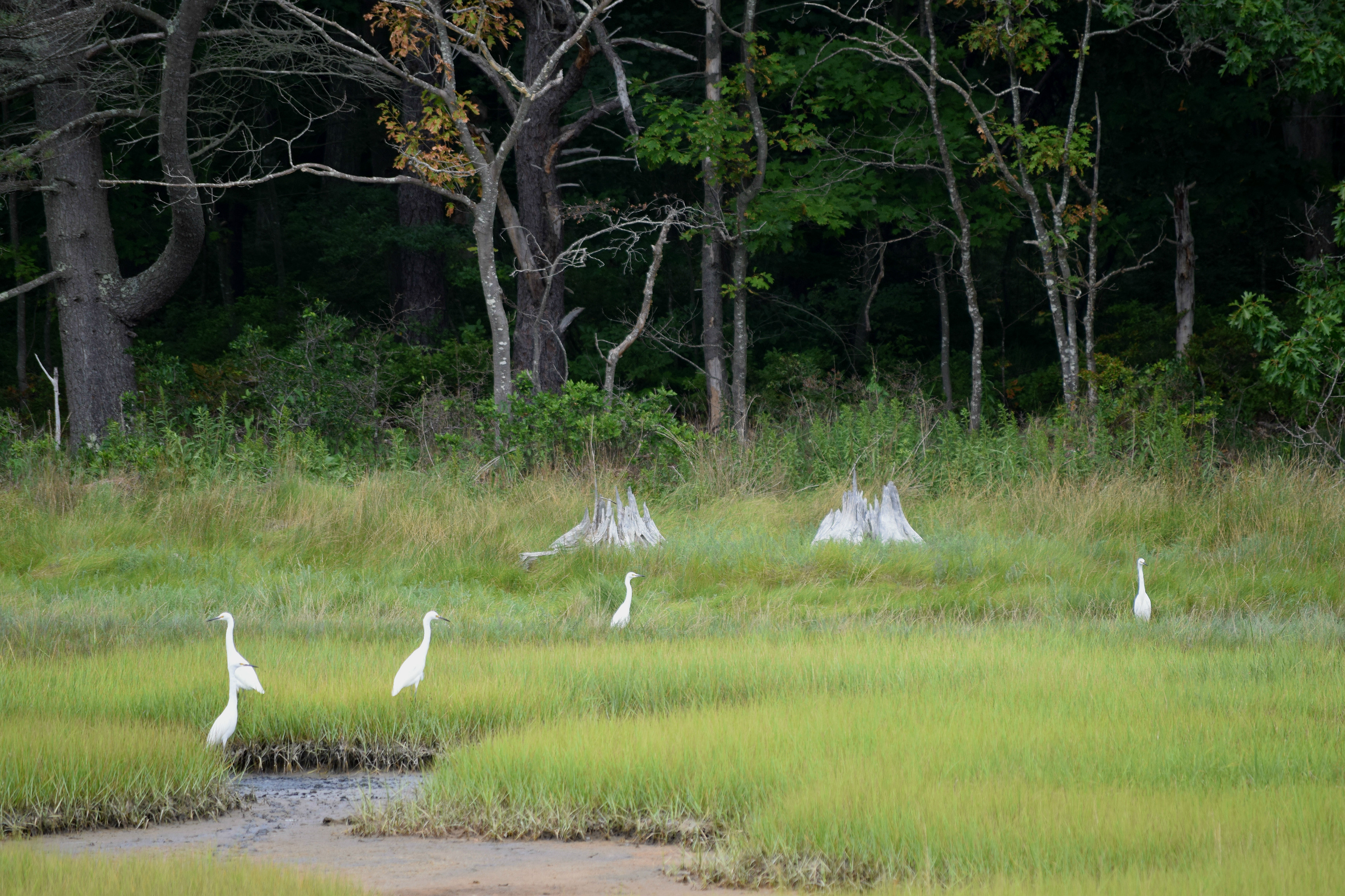 Hike the Carson Trail in Rachel Carson National Wildlife Refuge