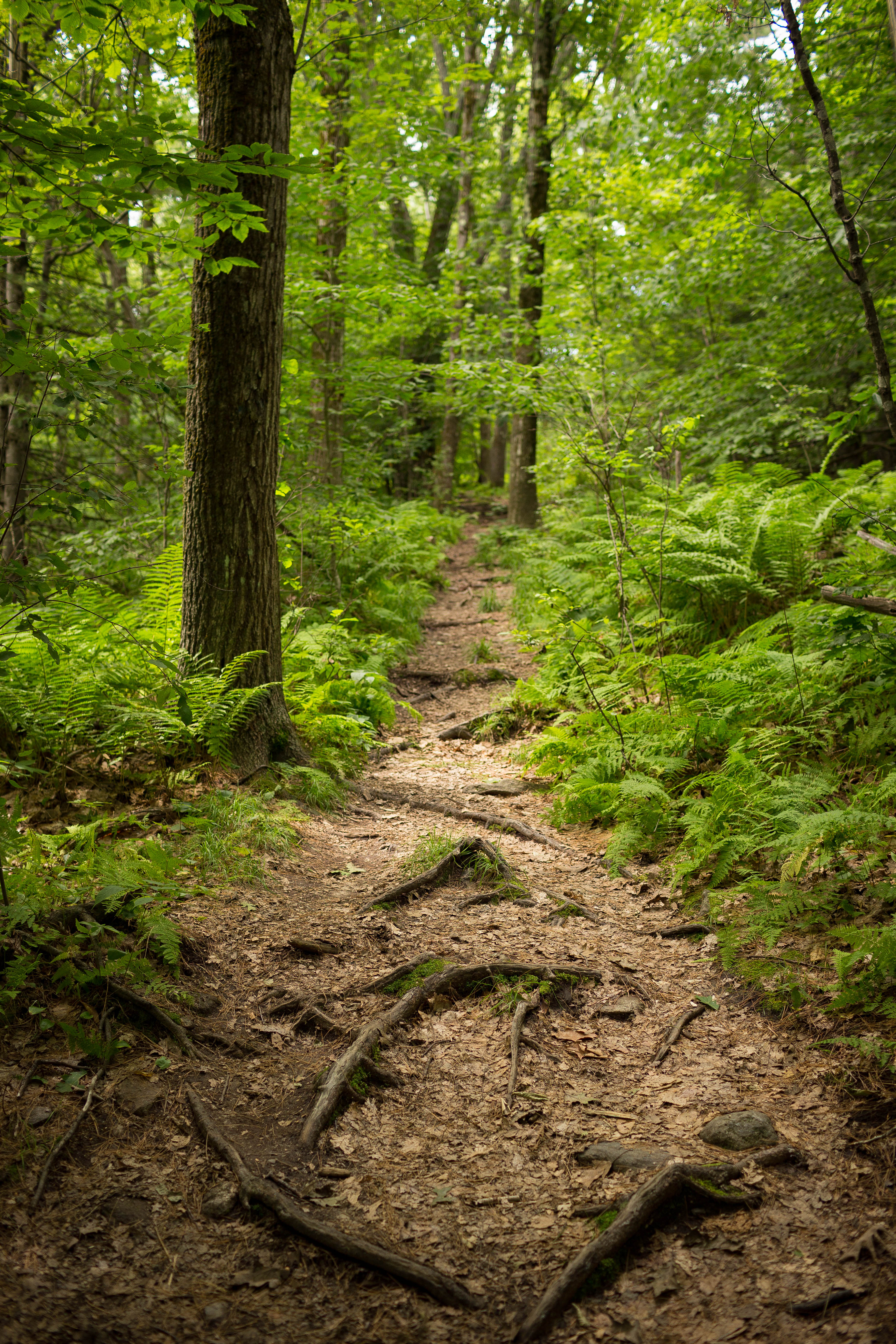 Summit Mt. Wachusett via the West Side Trail, Westminster, Massachusetts