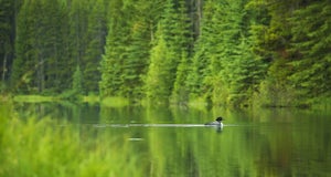 Wail of the Loon: A Pleasant Wildlife Surprise in Banff National Park