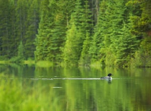 Wail of the Loon: A Pleasant Wildlife Surprise in Banff National Park
