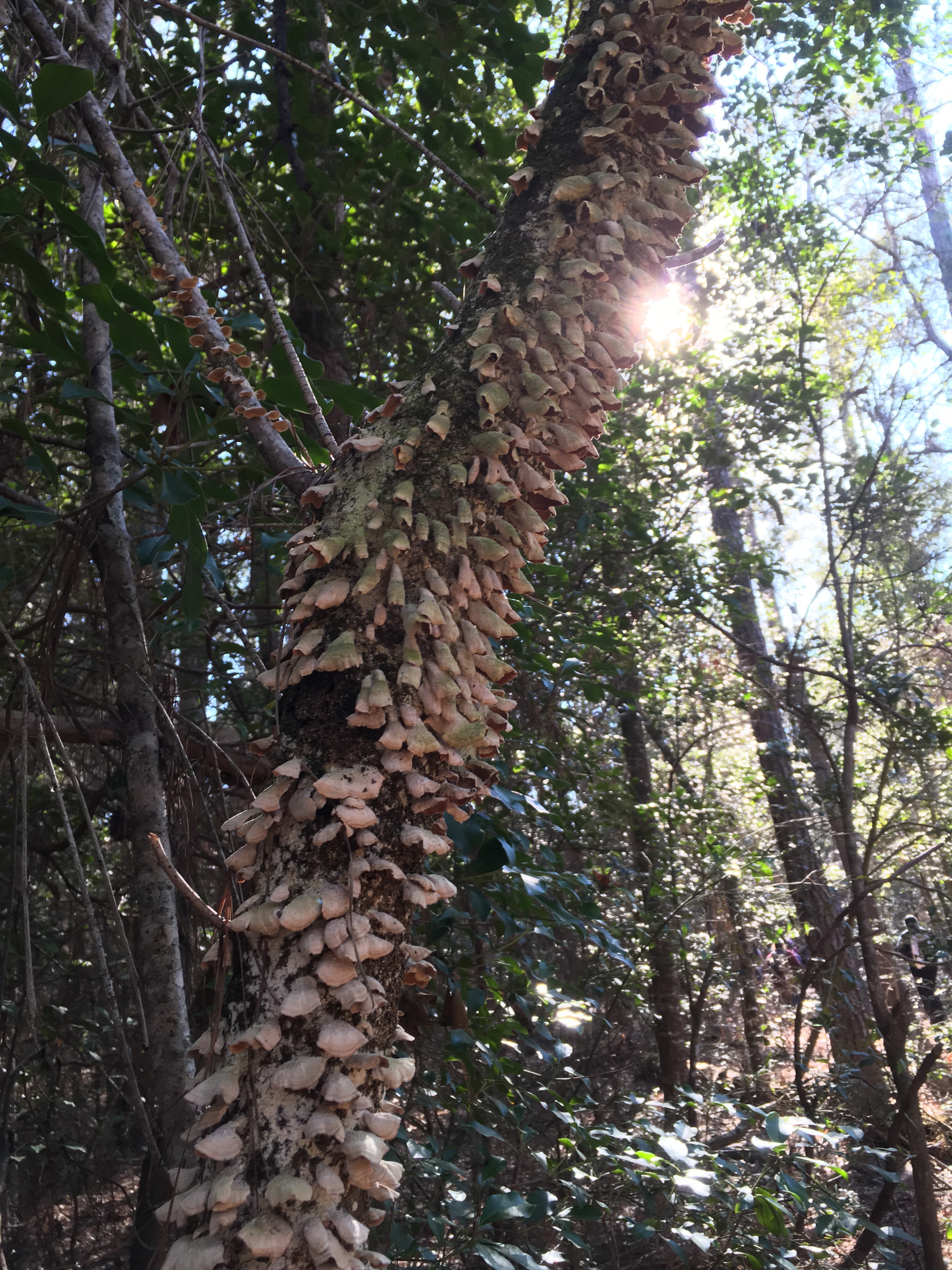 Hike Beaverdam Creek