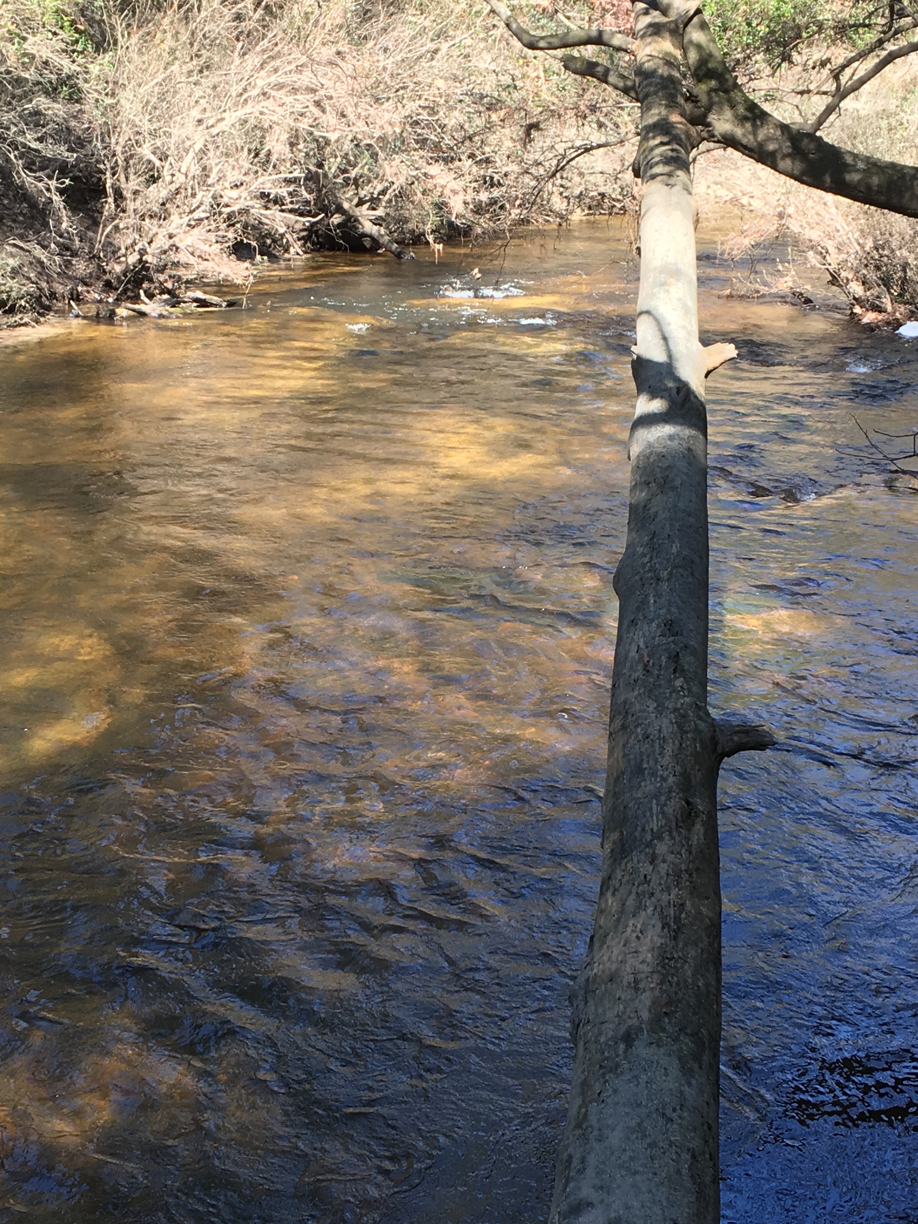 Hike Beaverdam Creek