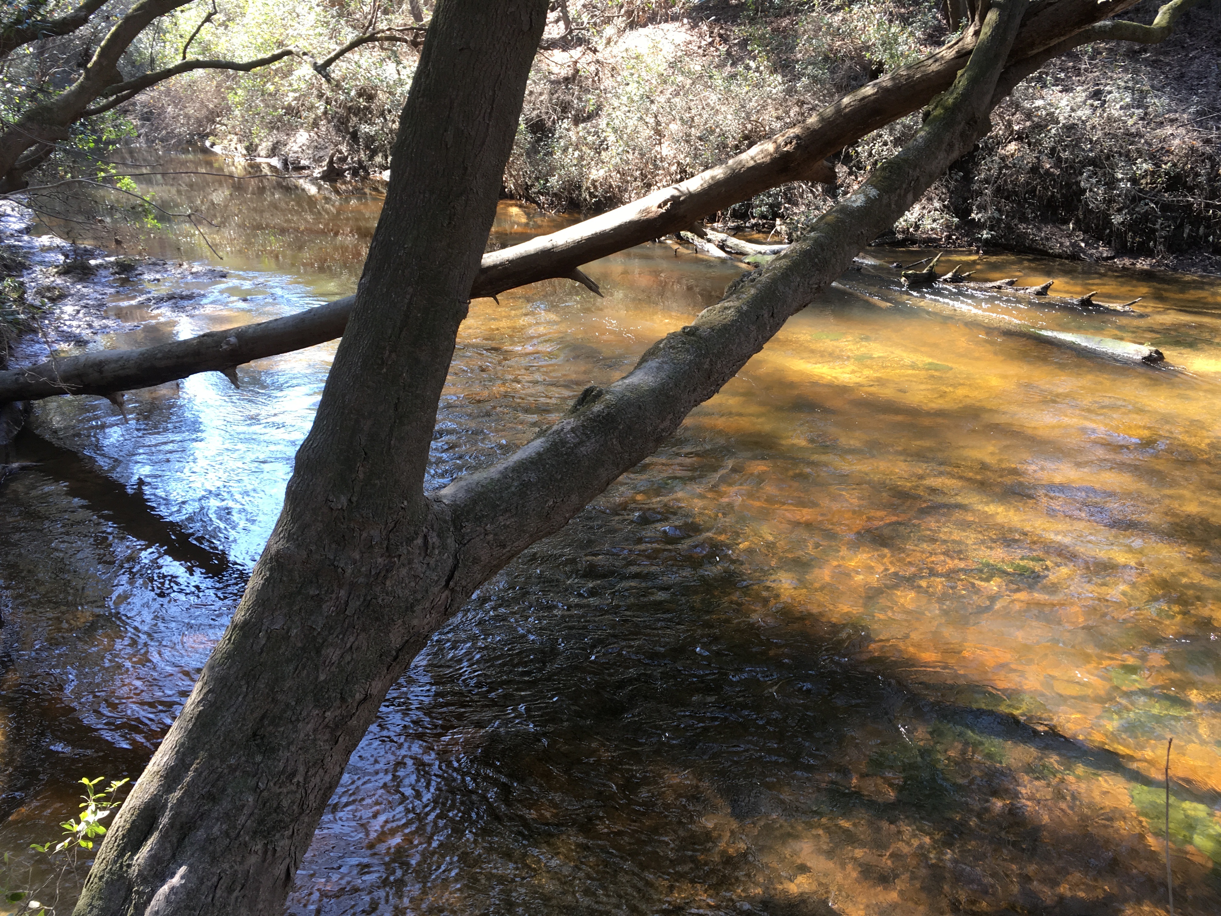 Hike Beaverdam Creek