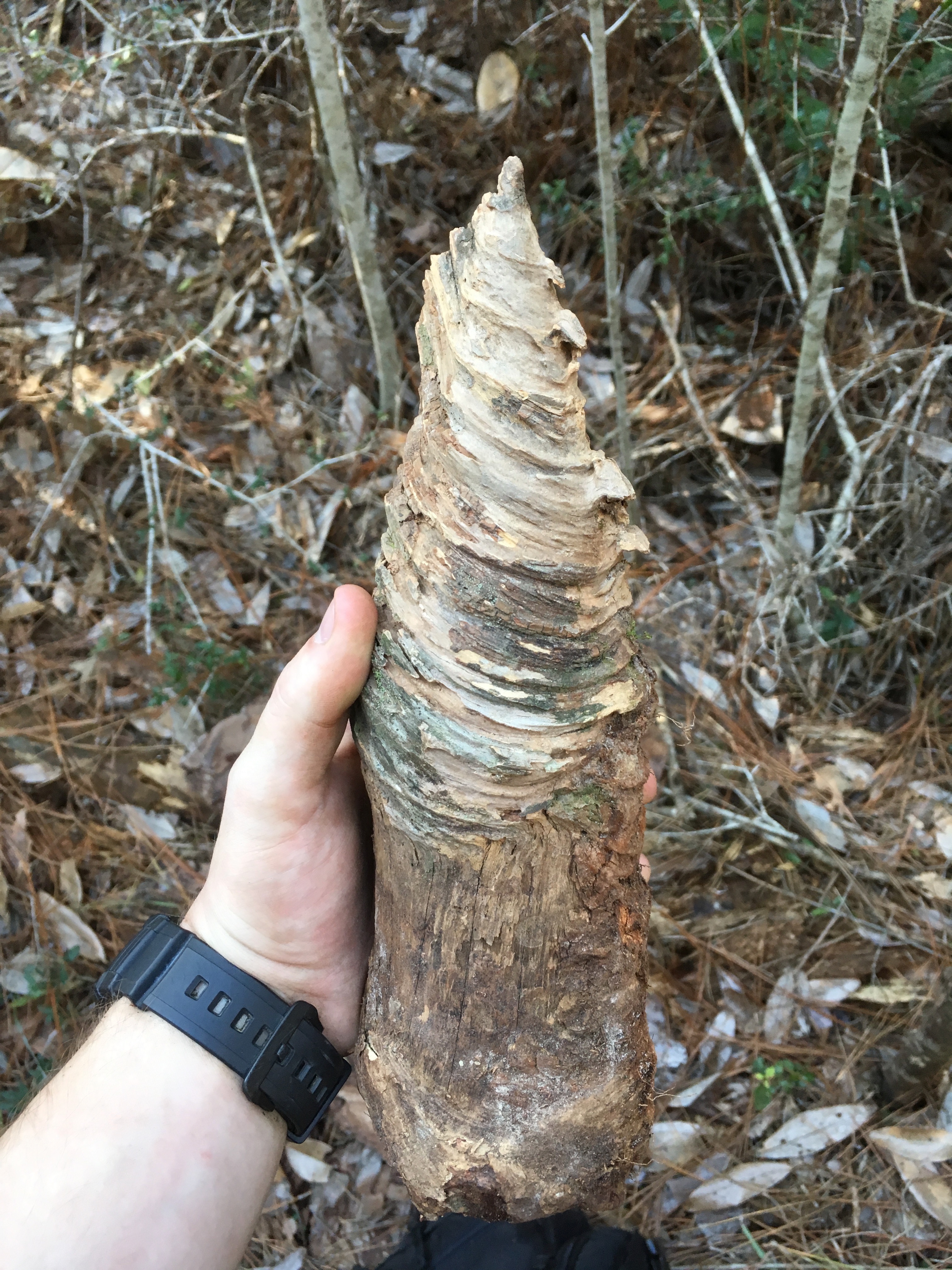Hike Beaverdam Creek